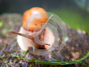 Roman Snail - Helix pomatia outdoor