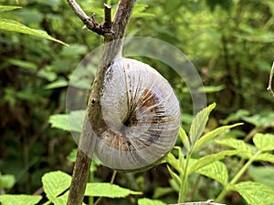 Roman snail Helix pomatia at rest on the stem of a plant in the Swiss subalpine mixed forest, Alpnach - Switzerland