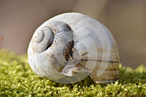 Roman snail (Helix pomatia) - snail shell