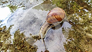 Roman snail moving through water