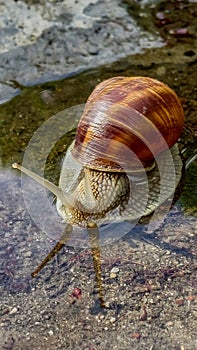 Roman snail moving through water