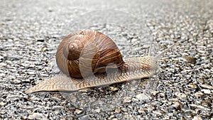 Roman snail on road