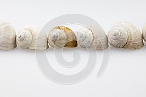 Roman snail shells