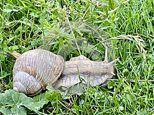 Roman snail in wet grass