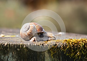 Roman snail on the wooden trunk