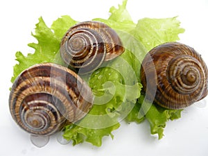 Roman snails