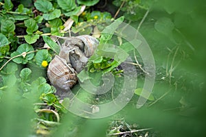 Roman snails  - helix pomatia - mating in the garden