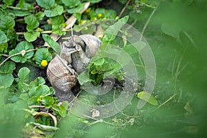 Roman snails  - helix pomatia - mating in the garden