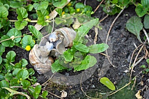 Roman snails  - helix pomatia - mating in the garden