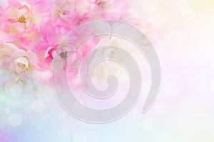 romance pink and white roses flower vintage background for valentine