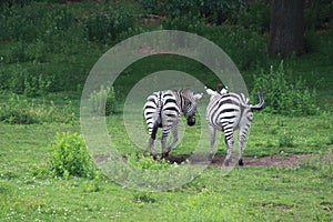 Romance on the Plain