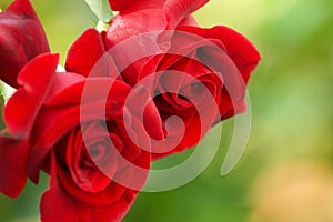 Romance. Roses - symbol of lovers