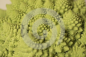 Romanesco Brecol in preparation to be cooked photo