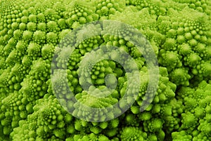 Romanesco broccoli