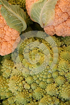 Romanesco broccoli