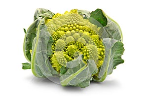 Romanesco broccoli cabbage isolated