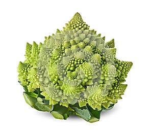 Romanesco broccoli cabbage or Roman Cauliflower isolated on white background