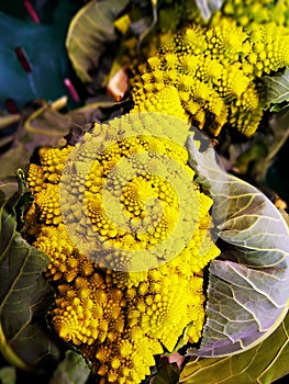 Romanesco broccoli or cauliflower. Brassica oleracea.