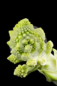 Romanesco Broccoli Floret on Black Background