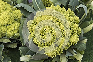 Romanesco Broccoli photo