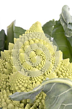 A Romanesco broccoli isolated on white photo