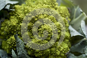 Romanesco broccoli