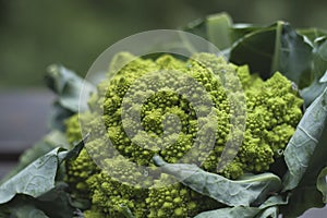 Romanesco broccoli