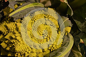 Romanesco broccoli or roman cauliflower. Brassica oleracea.