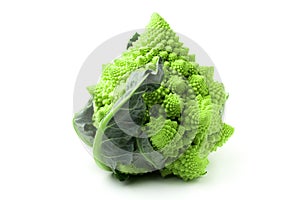 Romanesco broccoli or roman cauliflower Brassica oleracea var fresh isolated vegetable a strange and bush on white background