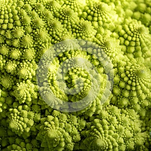 Romanesco broccoli or Roman cauliflower with his fractal shape