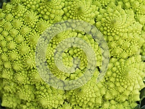 Romanesco broccoli or Roman cauliflower with his fractal shape, science concept