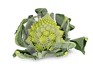 Romanesco broccoli or Roman cauliflower with leafs isolated on white background