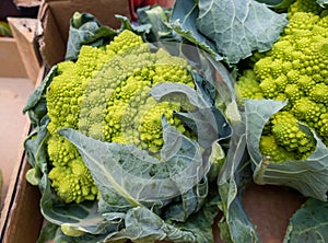 Romanesco broccoli, or Roman cauliflower for sale at the Bolzano market