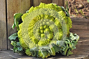 Romanesco cauliflower photo