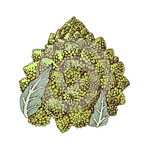 Romanesco cauliflower hand drawn illustration photo