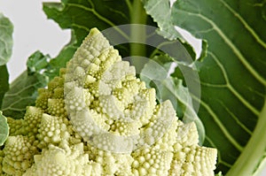 Romanescu