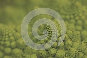 Romanesque cauliflower logarithmic spirals close up