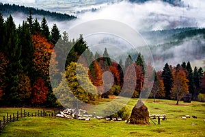 Romania beautiful landscape , autumn in Bucovina with shepherd