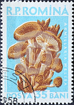 Romania - Circa 1958: a postage stamp printed in the Romania showing a European mushroom: Armillariella mellea