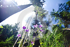 Romania, forest meadow