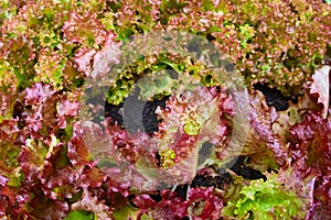 Romania Lettuce plant in a vegetable farm, a vegetable garden on the site