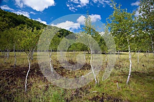 Romania - Pesteana marsh (Bottomless Lake) photo