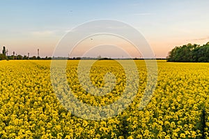 Romania. Rapeseed field, Carpathian Mountains.