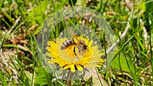 Romanian Bee closeup