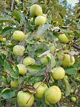 Romanian bio green apple in the tree