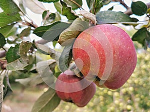 Romanian bio red apple in the tree