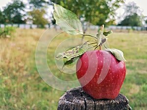 Romanian bio red apple in the tree