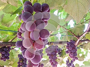 Romanian bio ripe grapes on grapevine