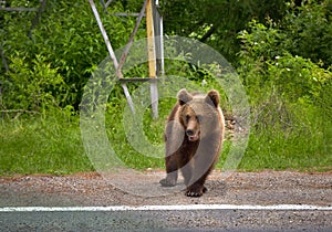 Romanian brown bear