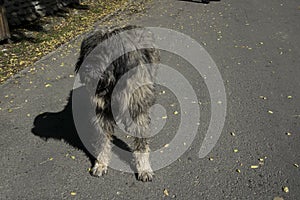 Romanian Carpathian shepherd dog 138